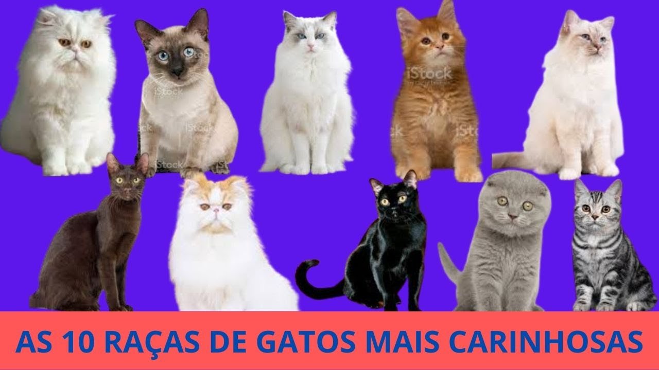 AS 10 RAÇAS DE GATOS MAIS CARINHOSAS