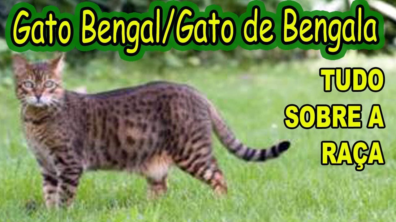 GATO DE BENGALA OU BENGAL: VEJA TUDO SOBRE ESSA RAÇA DE GATOS LINDOS!