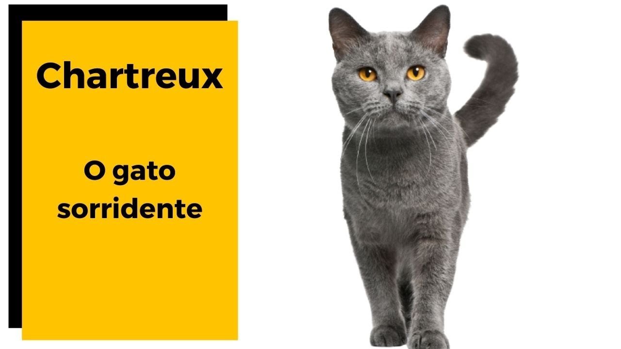 Raça de Gato | CHARTREUX