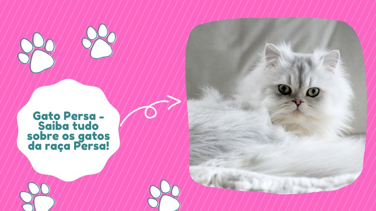 Gato Persa – Saiba tudo sobre os gatos da raça Persa