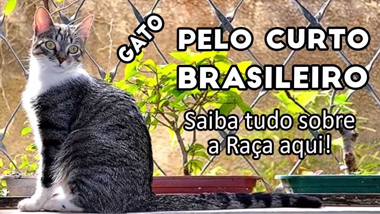 GATO PELO CURTO BRASILEIRO, TUDO SOBRE A RAÇA DE GATOS  BRASILEIROS