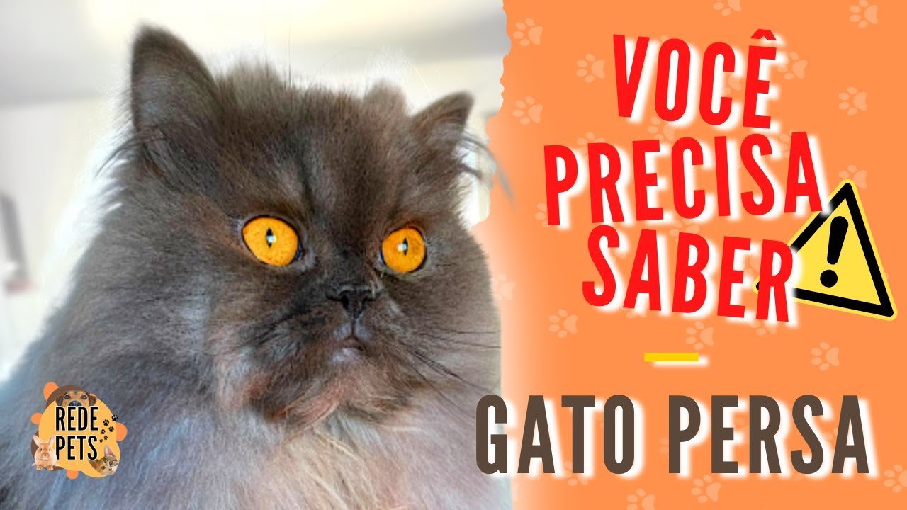 TRÊS COISAS QUE VOCÊ PRECISA SABER SOBRE O GATO PERSA | A raça de gatos mais amada