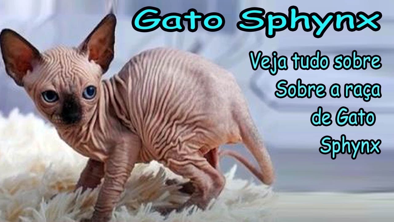 GATO SPHYNX OU ESFINGE: UMA LINDA RAÇA DE GATOS SEM PELO, ONDE ENCONTRAR?