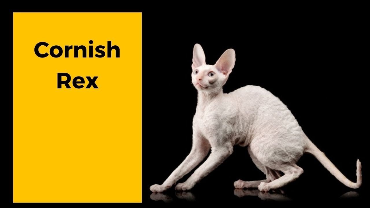 Raça de Gato | CORNISH REX