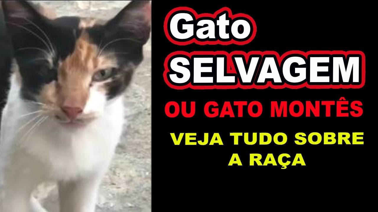 GATOS MONTÊS, UMA INCRÍVEL RAÇA DE GATOS SELVAGENS, CONHEÇA-OS AGORA!