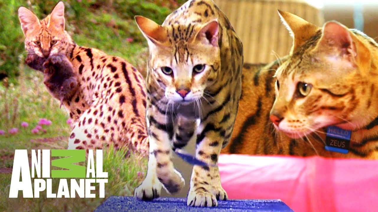 ¡Gato híbrido tiene mucha energía! | Mi gato endemoniado | Animal Planet