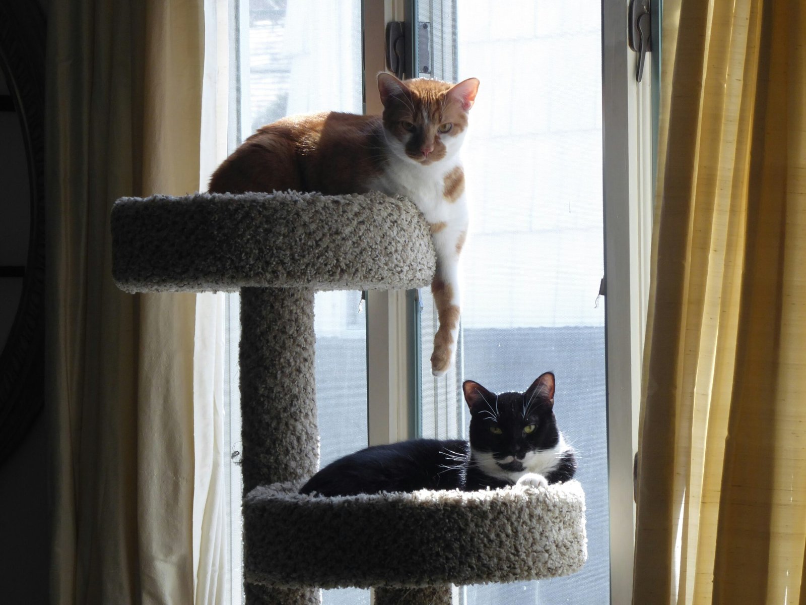 Two cats sitting on top of a cat tree