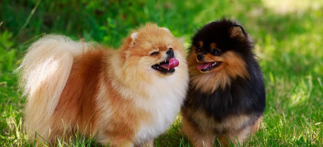 lulu da pomerânia e spitz alemão: 7 diferenças reais, fci e kennel club esclarecem