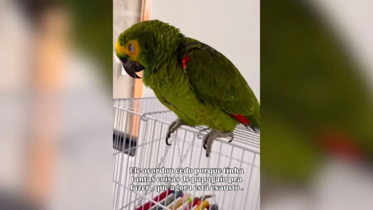 papagaio roncando: vídeo de timão dormindo alcança 2,3 milhões de visualizações