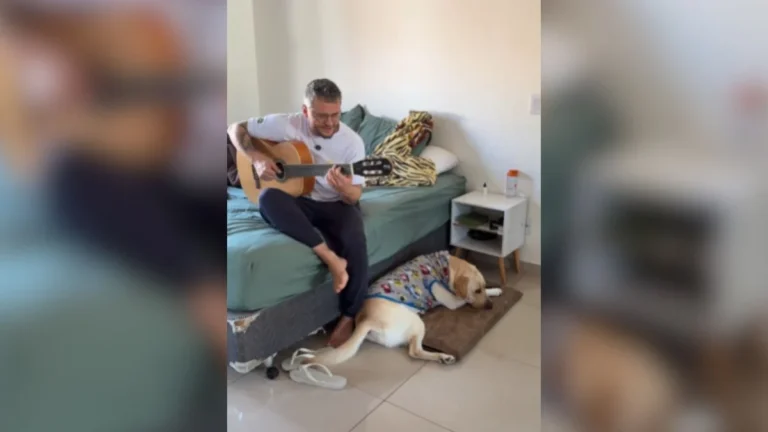versão de tom jobim para cachorro faz leleo reagir ao trecho 'vamos passear'