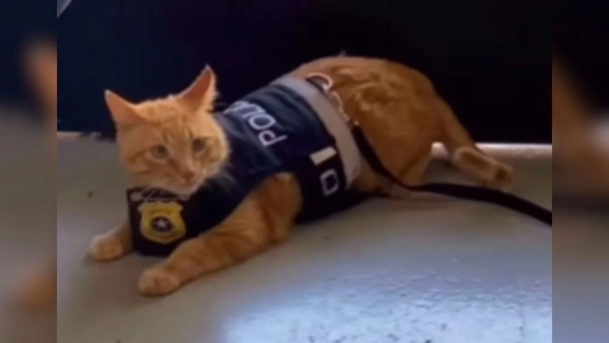 delegato b.o: gato na delegacia da mulher humaniza atendimento em são joão