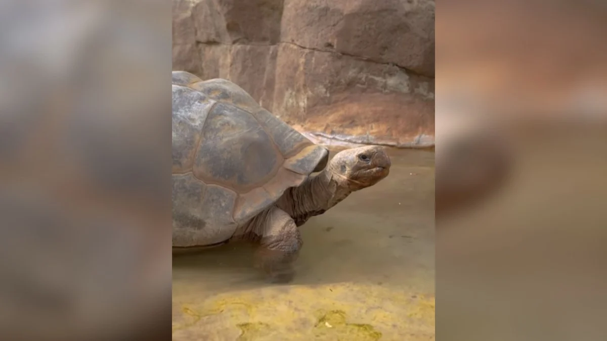 morre gramma, tartaruga gigante das galápagos do zoo de san diego; tinha 141 anos