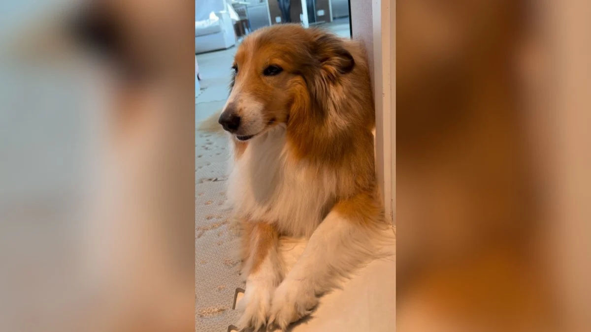 cadela lurdinha entra em modo drama ao ouvir que dono vai sair, vídeo viraliza