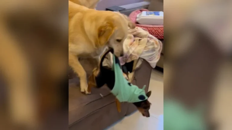 golden treina e vira 'parkour' em vídeo: 1 golden arrasta outros 4 cães pela casa