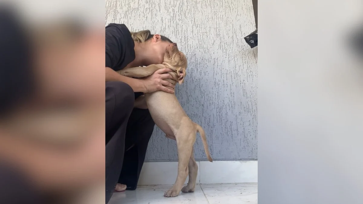tutora enche pitbull de beijos, vídeo viral soma quase 500 mil curtidas