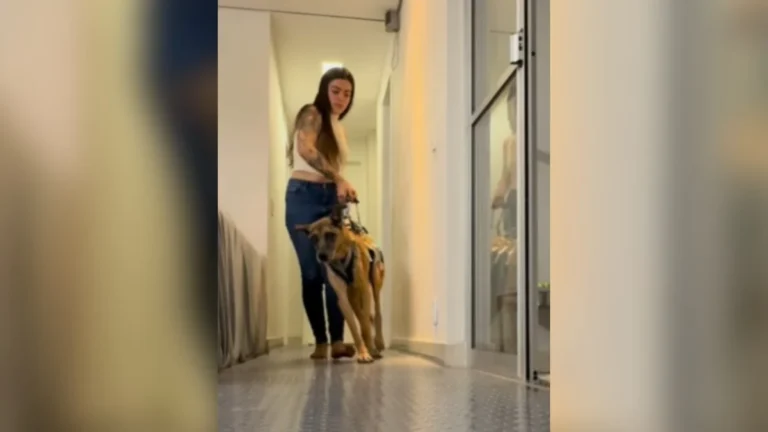 ‘minha vida vale a pena’: vídeo com cão idoso hulk emocionou redes e gera debate