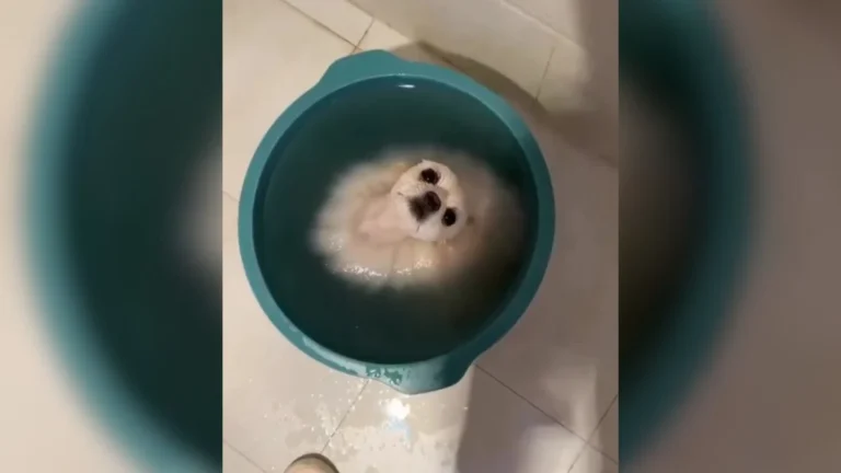 lulu da pomerânia 'derrete' em balde para fugir do calor, vídeo viral encanta