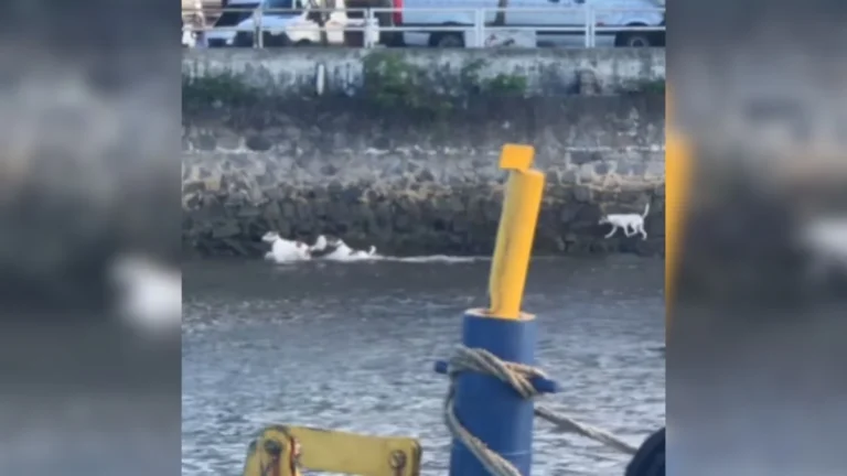 3 cachorros na balsa se tornam 'cãofinhos' em travessia entre arraial e porto seguro