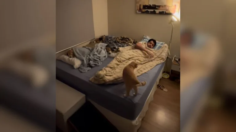 vídeo mostra tutor prepara a cama e pets: 4 cães e 2 gatos seguem rotina de carinho