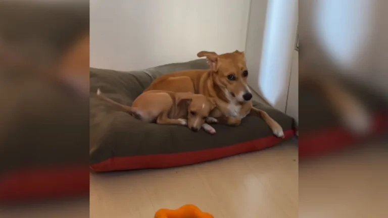 vídeo viral: lolla, cadela que conhece nova amiga, filhote reage com alegria