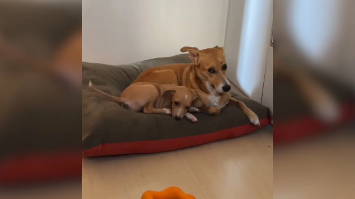 vídeo viral: lolla, cadela que conhece nova amiga, filhote reage com alegria