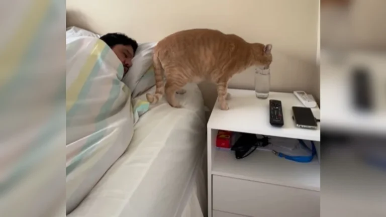 gato tomando água do copo do tutor na madrugada, vídeo viraliza e diverte redes