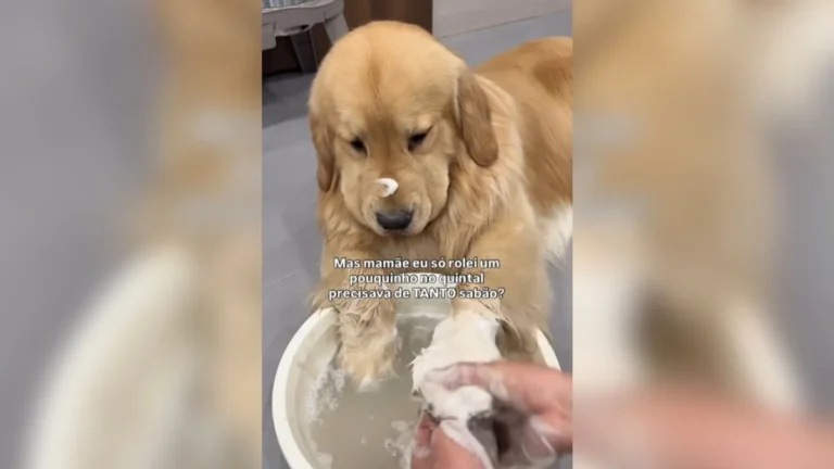 golden retriever exagera na farra, volta todo sujo e tutora faz 'operação limpeza'