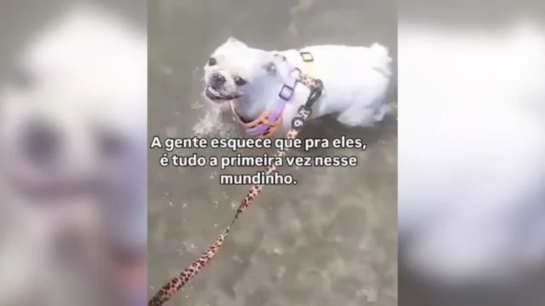 vídeo viral: pug se diverte em primeira visita ao mar e rouba a cena na web