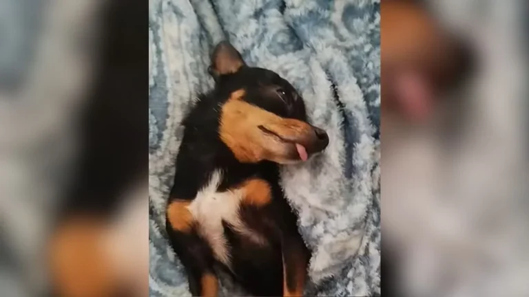 cachorro viraliza na web: pet 'esgotado' mesmo sem fazer nada derrete corações