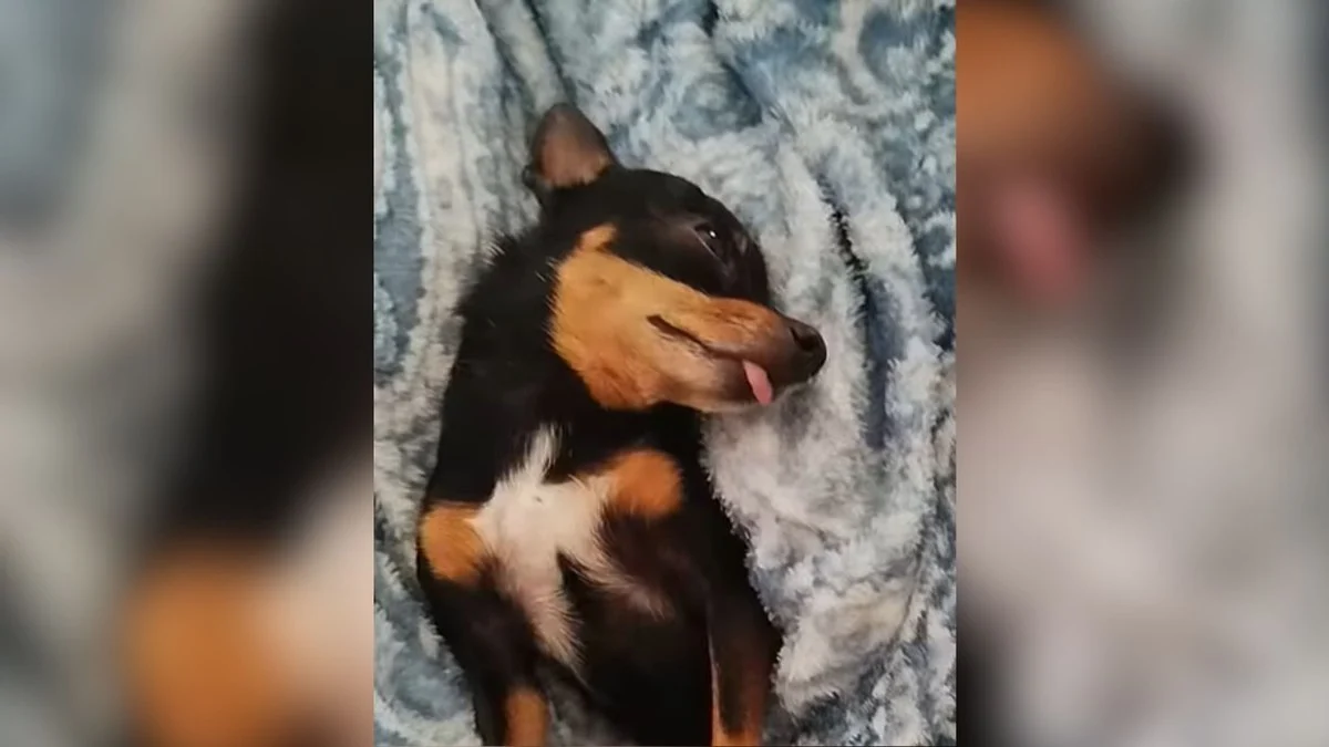 cachorro viraliza na web: pet 'esgotado' mesmo sem fazer nada derrete corações