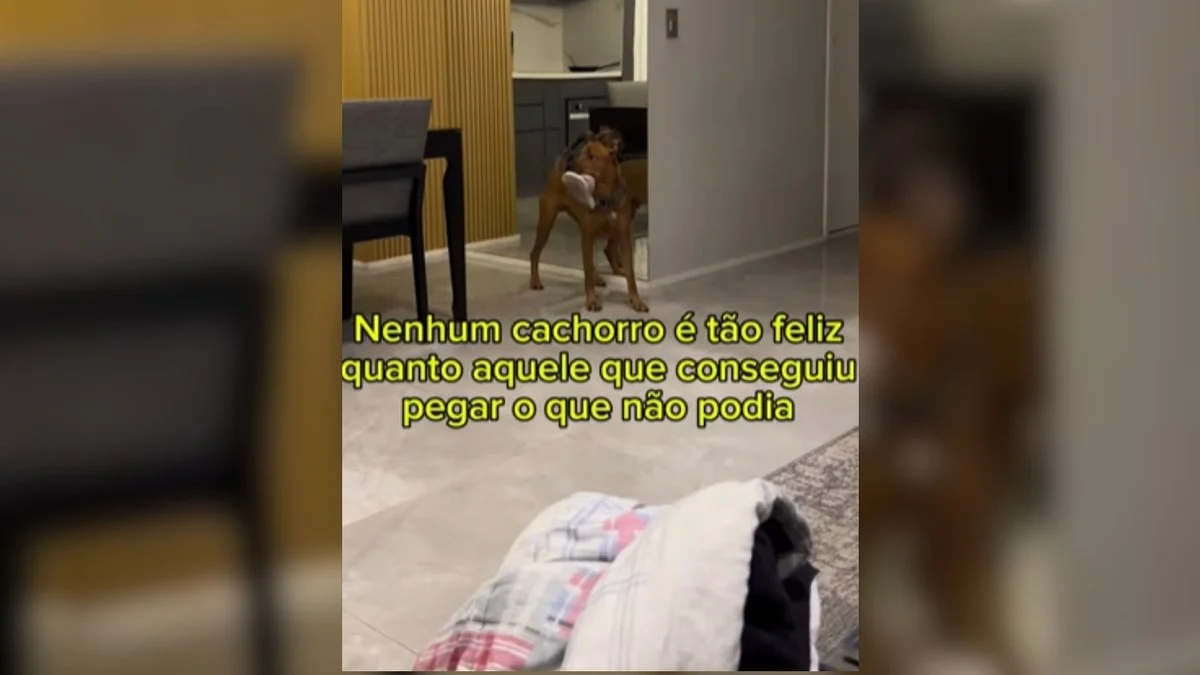 scooby doo, o viral de 71 mil seguidores, explode de alegria ao “roubar” sapato do tutor