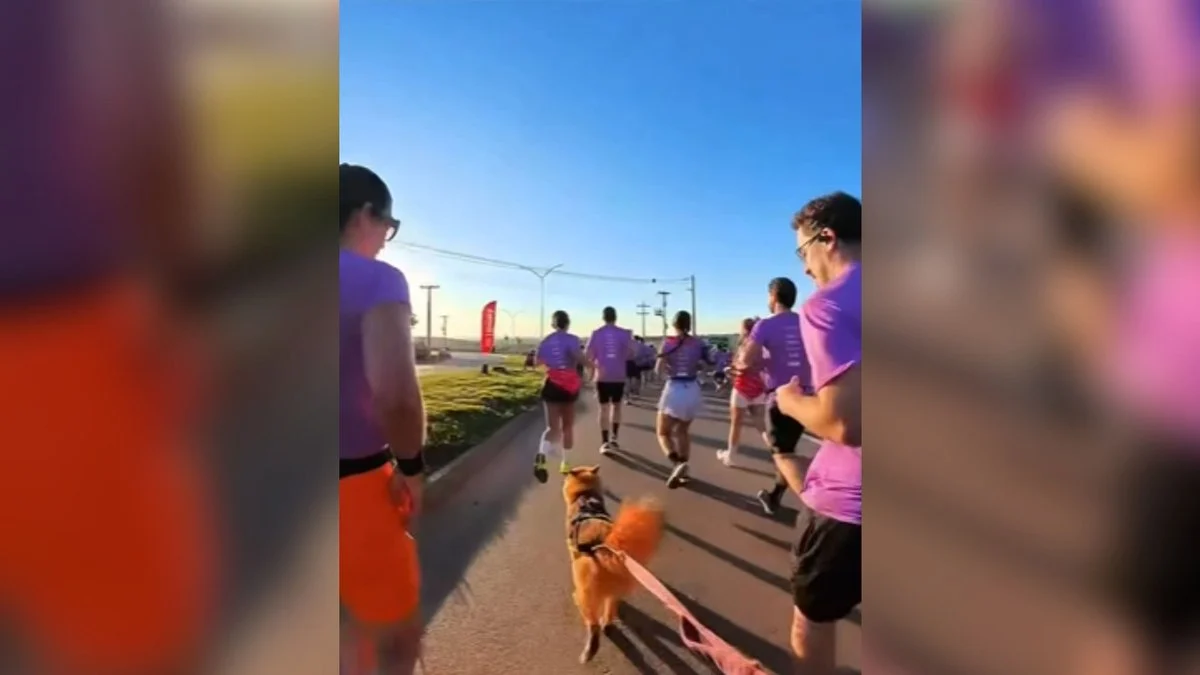cachorrinha raika se torna estrela ao correr 10km com tutor em goiânia