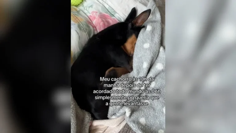 pinscher vira despertador às 6h e volta a dormir sem culpa: veja o vídeo!
