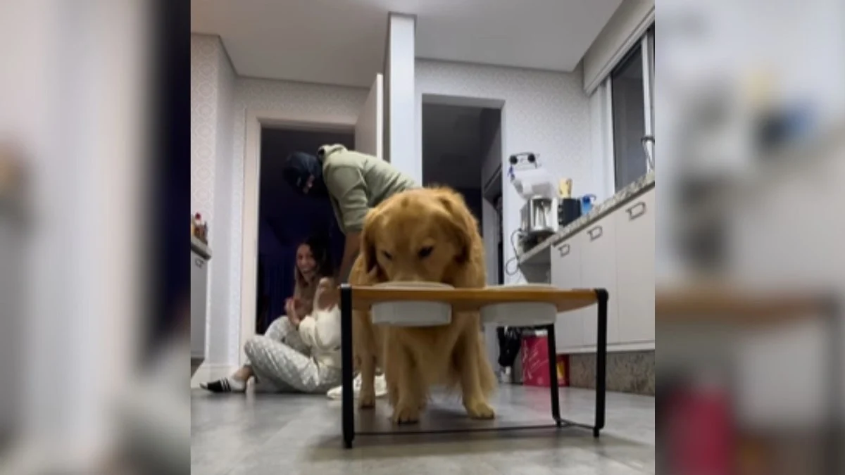 cão ignora assalto para comer ração: o que isso diz sobre seu pet?