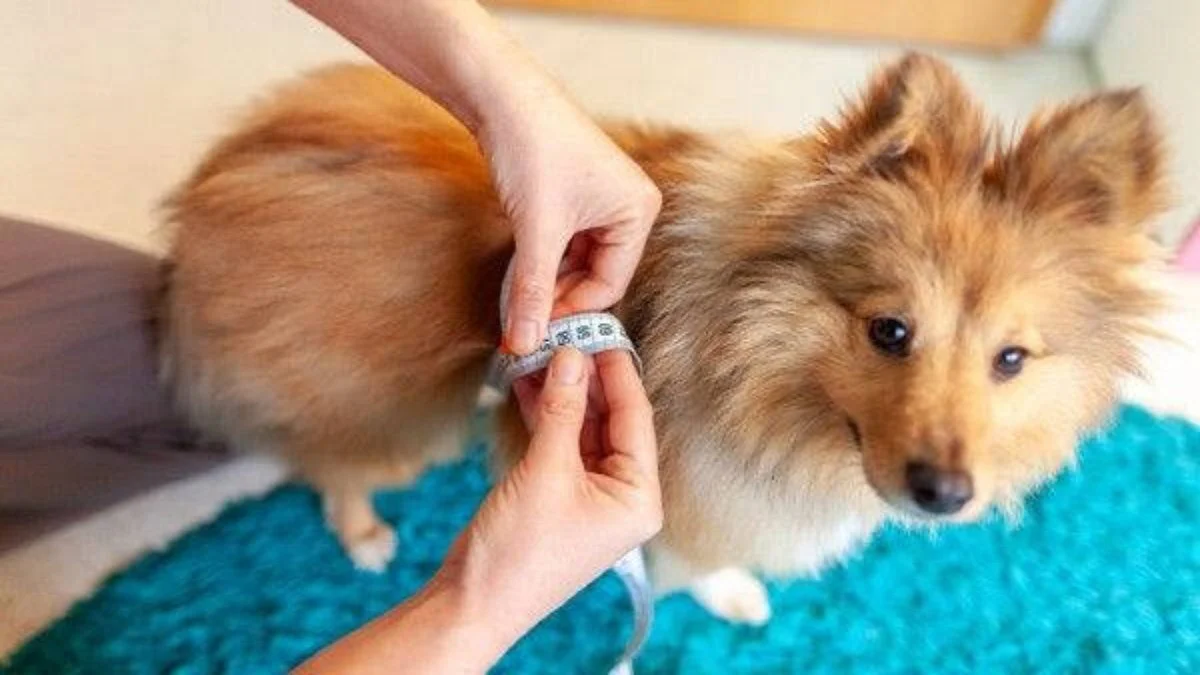 diabetes em pets: sinais silenciosos ameaçam cães e gatos, alerta veterinária