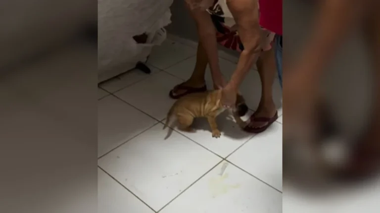 cachorro viraliza após criar esconderijo secreto no forro da cama: veja o vídeo!