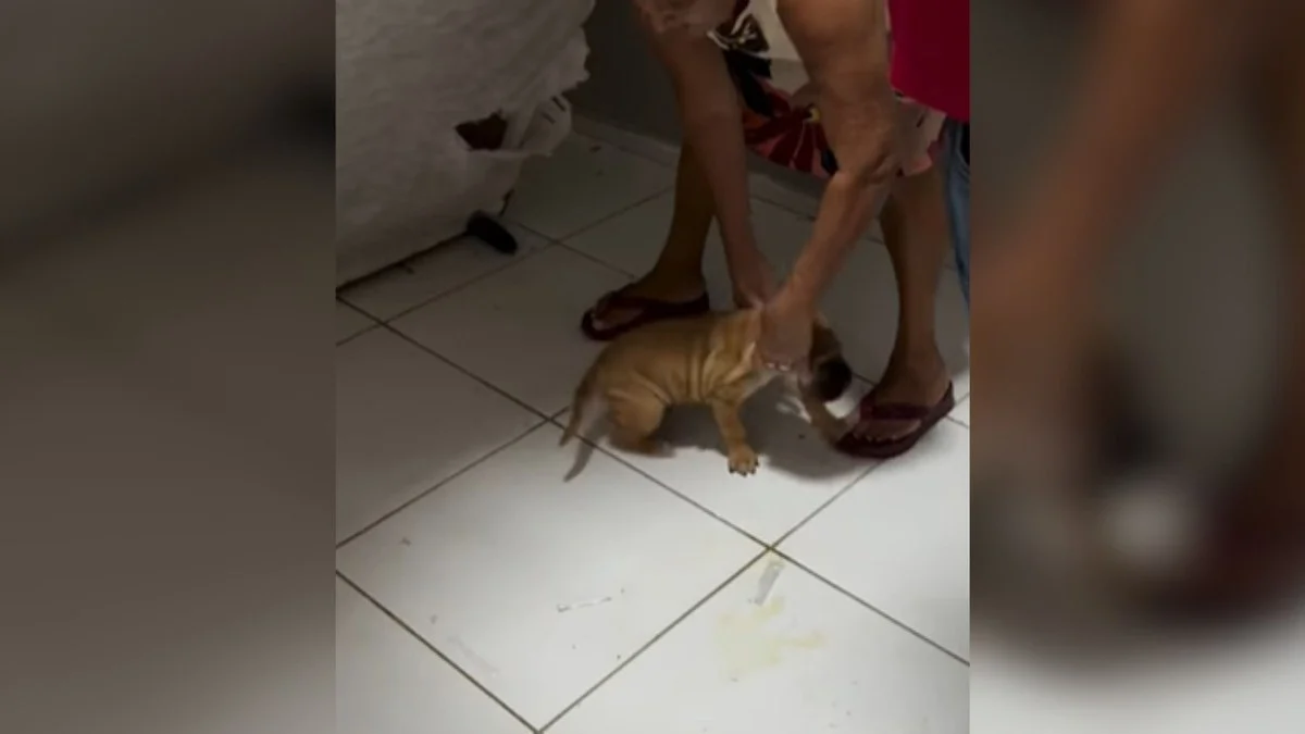 cachorro viraliza após criar esconderijo secreto no forro da cama: veja o vídeo!