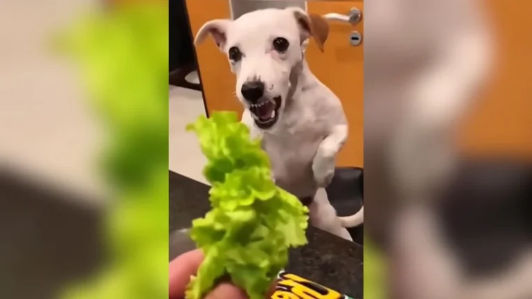 pets recusam legumes: vídeo engraçado mostra reações sinceras de cães e gatos à alimentação natural