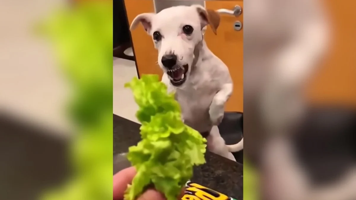 pets recusam legumes: vídeo engraçado mostra reações sinceras de cães e gatos à alimentação natural
