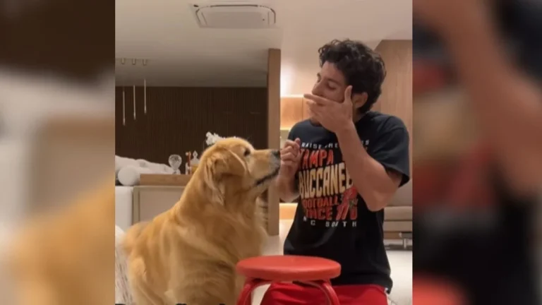cachorro ganha jogo contra tutor, mas se arrepende amargamente do prêmio surpresa