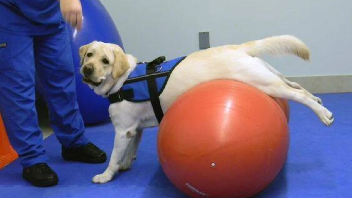 fisioterapia pet: revolução no bem estar animal, recuperação e qualidade de vida