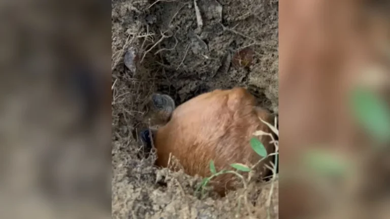 pinscher vira "tatu" e escava buraco gigante em vídeo viral com 9,4 milhões de visualizações