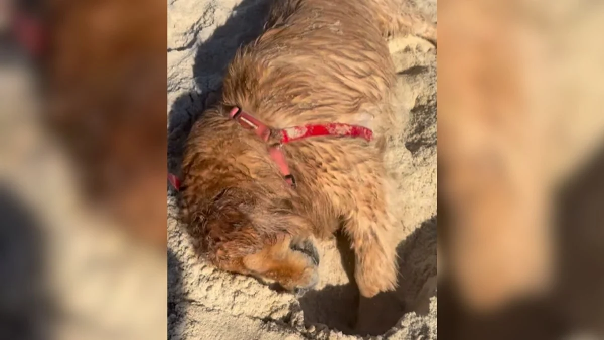 golden amora não perdoa: banho após dia de praia rende memes e risadas na web