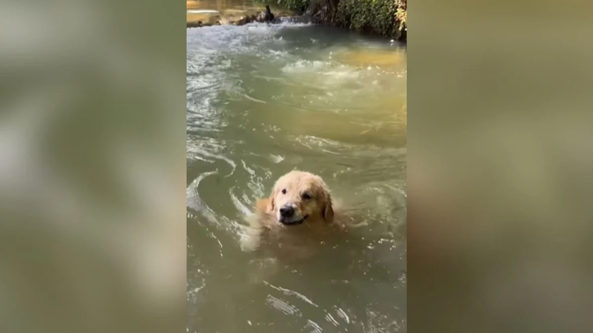 golden retriever se joga em riacho e diverte a web, mas assusta tutora: "teste de coração!"