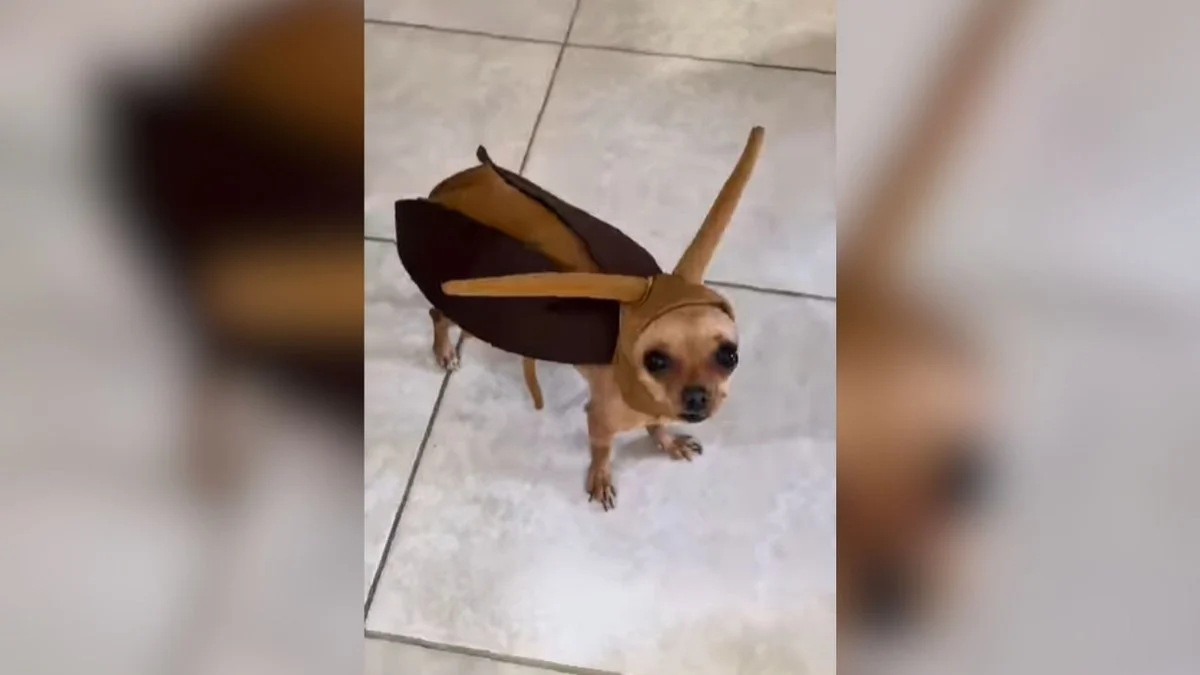 pinscher fantasiada de barata "morre" após perseguição e viraliza na web