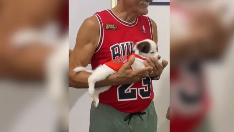 tutor e filhote combinam looks esportivos para visita ao veterinário: viraliza na web