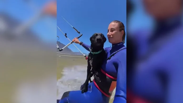 cão radical rouba a cena em kitesurf com sua tutora e vira sensação na web!