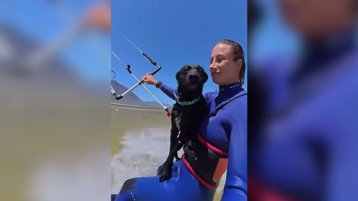 cão radical rouba a cena em kitesurf com sua tutora e vira sensação na web!