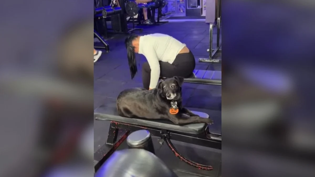 cão personal trainer: au migo acompanha tutora em treino e viraliza na web!