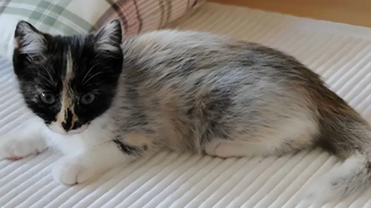 gatos 'salmiak': mutação genética inédita cria nova cor em felinos